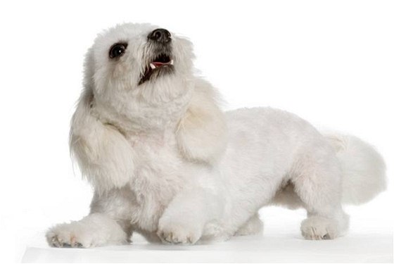 Zemel maltézský psík, který zddil miliony dolar. Ilustraní foto